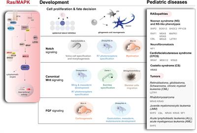 In vivo Functional Genomics for Undiagnosed Patients: The Impact of Small GTPases Signaling Dysregulation at Pan-Embryo Developmental Scale